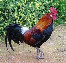 AYAM